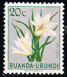 [Indigenous Flora, प्रकार AY]