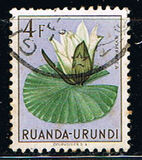 [Indigenous Flora, Tipi BJ]