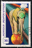[Mongolian Circus, Tipe ADY]