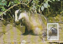 [Hunting, type ALF]
