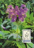 [Flora, Tip ALL]