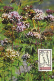 [Flora, Tip ALI]