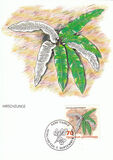 [Ferns, jenis AKN]