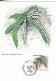 [Ferns, jenis AKM]