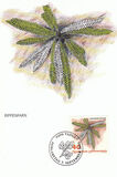 [Ferns, jenis AKL]