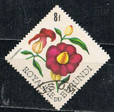 [Flowers, տեսակ EX1]