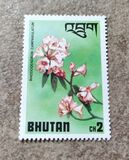 [Rhododendrons, type XG]