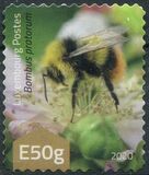 [Insects - Wild Bees, סוג CAA]