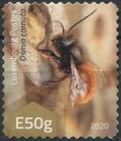 [Insects - Wild Bees, סוג CAC]