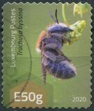[Insects - Wild Bees, סוג CAE]