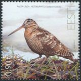 [Bird of the Year - The Eurasian Woodcock, 類型 BEY]