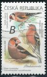 [Songbirds, type ANT]