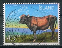 [Icelandic Cattle, 類型 ACZ]