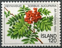 [Year of the Tree, type LR]