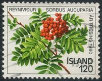 [Year of the Tree, type LR]