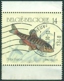 [Fish, סוג BOQ]