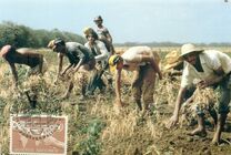 [World Food Programme, type AE1]