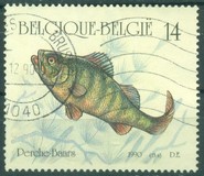 [Fish, סוג BON]