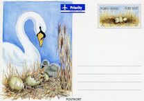 [Birds - Ducks, tegund O]