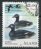 [Birds - Ducks, tegund Q]