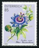 [Flowers - Blue Passionflower, type DSC]