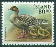 [Birds - Ducks, type RQ]