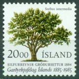 [The 100th Anniversary of the Horticutural Society, տեսակ OP]