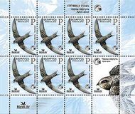 [Bird of the Year - Black Swift, type AFN]