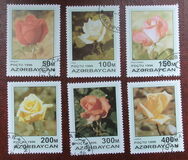 [Roses, тып IT]