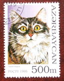 [Cats, տեսակ GS]