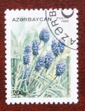 [Flora and Fauna, type GV]