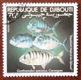 [Djibouti Tropical Aquarium, タイプ CZ]