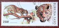 [Big Cats, type PW]