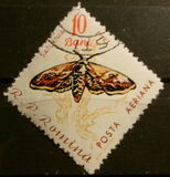 [Butterflies & Moths, type BTG]