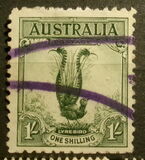 [Superb Lyrebird, Typ N]