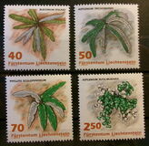 [Ferns, type AKL]