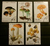 [Fungi, प्रकार AAZ]