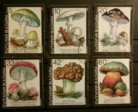 [Poisonous Mushrooms, type EKM]