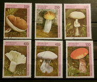 [Fungi, տեսակ AST]