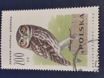 [Owls, typ DDY]
