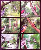 [Endemic Birds of Sri Lanka, տեսակ BSS]