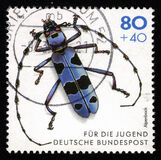 [Youth Hostel - Insects, Scrivi BCI]