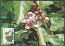 [Medical Herbs, type CU]