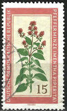 [Medicinal Plants, typ OM]