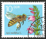 [Honey Bees, type DFS]