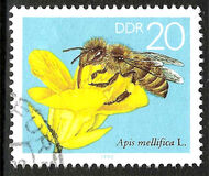 [Honey Bees, type DFT]
