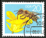 [Honey Bees, type DFT]