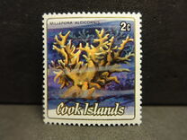 [Cnidarias, type SVA]