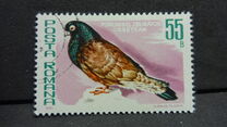 [Birds - Pigeons, Вид FGH]