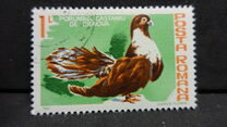 [Birds - Pigeons, Вид FGI]